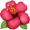 🌺